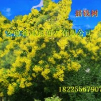 欒樹(shù)小苗價(jià)格2公分欒樹(shù)3公分欒樹(shù)5公分欒樹(shù)6公分欒樹(shù)價(jià)格