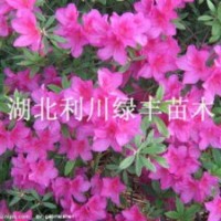 供應映山紅樹樁映山紅盆景 映山紅價格
