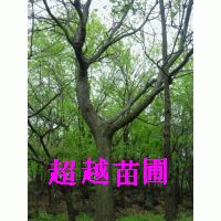 樸樹基地/樸樹價格-南京超越苗圃場