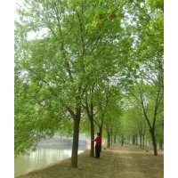 大量供應(yīng)各種規(guī)格白蠟