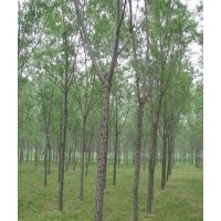 低價(jià)供應(yīng)各種規(guī)格柳樹