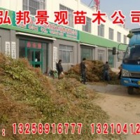 速生白蠟及小苗 3-8cm國槐 1-8cm速生柳