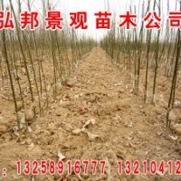 山東速生白蠟/惠民白蠟/速生白蠟小苗