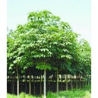 大量供應(yīng)七葉樹、新品種核桃樹