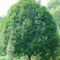 鄭州25公分桂花樹價(jià)格表_5公分桂花樹價(jià)格【桂花就要發(fā)】