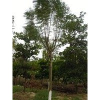 藍(lán)花楹