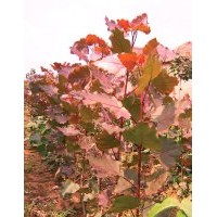 中華紅葉楊