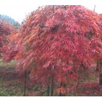 工程苗和當年生小苗出售桂花，紅楓，櫻花，紫薇，垂絲海棠，廣玉