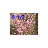 供應(yīng)小桃紅