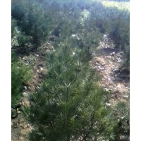 急售白皮松1600棵，5-6公分五角楓2000棵，側(cè)柏大量