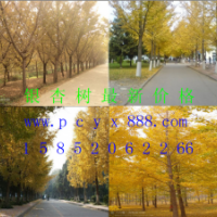 供應(yīng)銀杏樹