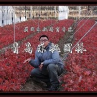 特價美國紅楓扦插苗優(yōu)惠