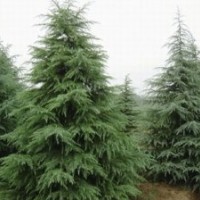 江蘇雪松，H5.5M雪松500元；