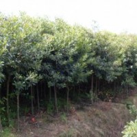 長期供應海桐、水蠟球、重陽木等苗木
