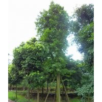 黃葛樹種植場，8-50cm黃葛樹供應(yīng)，四川黃葛樹