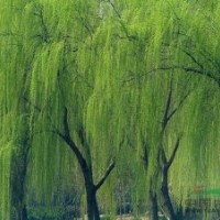 供應(yīng)垂柳、紅白玉蘭、杜英