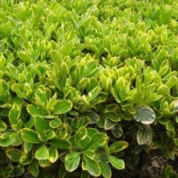 供應(yīng)金邊黃楊、小葉紅檗、梔子花