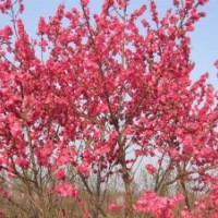 供應(yīng)紅葉桃，碧桃，花桃，3-4-5-6-7-8公分
