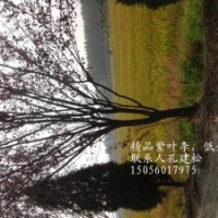 供應(yīng)紫葉李4公分，5公分，6公分，7公分，8公分，10公分