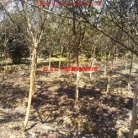 紫薇、紫葉李、紅葉李、香樟、大葉女貞、烏桕、廣玉蘭、樸樹