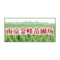 【南京金峰苗圃】★雪松基地雪松價(jià)格女貞廣玉蘭蜀檜等