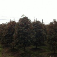成都千蜀園林丹桂基地供應(yīng)各種規(guī)格丹桂 精品丹桂