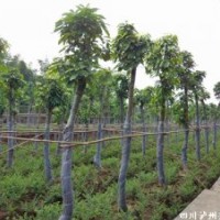 萍蔢，萍蔢應(yīng)用，萍蔢景觀樹，瀘州萍蔢，萍蔢習(xí)性