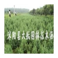 供應各種規(guī)格工程綠化苗木
