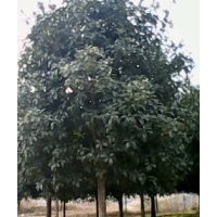 八月桂，紅露珍茶花，紅楓，紫薇，香樟，柚子樹(shù)，天竺桂，銀杏