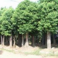 大量供應(yīng)各種規(guī)格香樟、桂花、紅葉石楠等綠化苗木