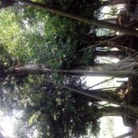 供應(yīng)小葉榕