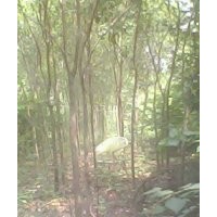 楸樹(shù)，大葉女貞，欒樹(shù)，百日紅，速生楊