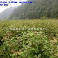 楓香苗 楓香脂楓香皮