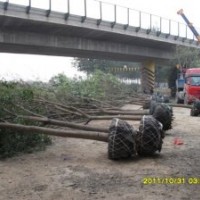 國槐10-40公分