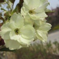 櫻花搶購中?。。?！