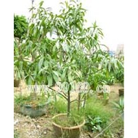 供應(yīng)雞蛋花、雞冠刺桐、假蘋婆、尖葉杜英等