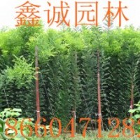 速生國槐小苗