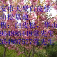 出售：白皮松、華山松、櫻花、龍柏