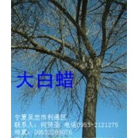 20-40公分國(guó)槐白臘