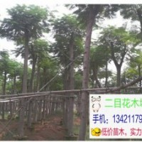 廣東鳳凰木10，12，15，18，20，22分低價出售