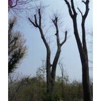 湖北隨州皂角樹苗木基地