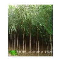 白蠟 國槐 合歡 垂柳 檉柳