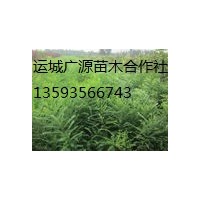 山西國(guó)槐小苗/國(guó)槐小苗/國(guó)槐大樹價(jià)格/國(guó)槐出售