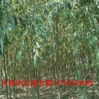 河北速生柳、保定速生柳、西藏速生柳