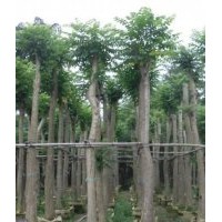 廣東苗木火焰木-低價(jià)火焰木-苗木火焰木批發(fā)