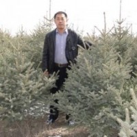 銷(xiāo)售一米五以上綠化工程用云杉,甘肅云杉，大云杉