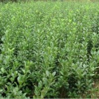 潢川大型綠化苗木基地供應(yīng)廣玉蘭，法桐，紫薇，紅楓等各種綠化苗