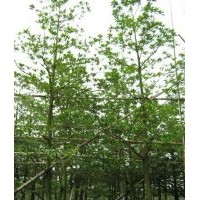 綠化苗木桃花心木、天竺桂、盆架子、尖葉杜英、大葉紫薇、雞冠刺