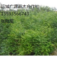 一年生國(guó)槐小苗大量出售、國(guó)槐小苗出售
