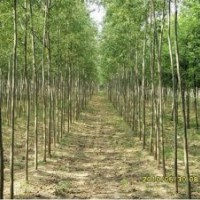 竹柳工程苗、竹柳綠化苗、竹柳插段